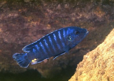 Pseudotropheus sp. 'tursiops mbenji' Mbenji Island
